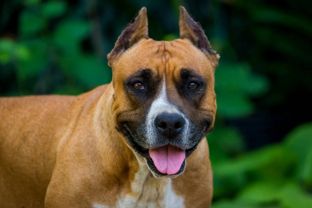 斯塔福德郡猎犬的特写肖像。 美国斯塔福德郡花园或公园。