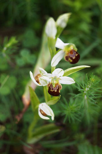 蜜蜂兰花Ophrysapifera