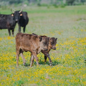 农村草地上的牛犊