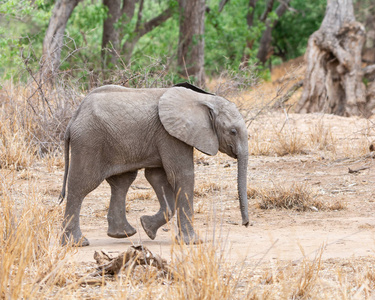 南非热带草原林地中的非洲象犊图片