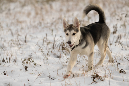 哈士奇小狗在雪地里散步