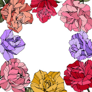 矢量玫瑰花。 花卉植物花卉。 红色粉红色和紫色雕刻墨水艺术。 花边框广场插图。