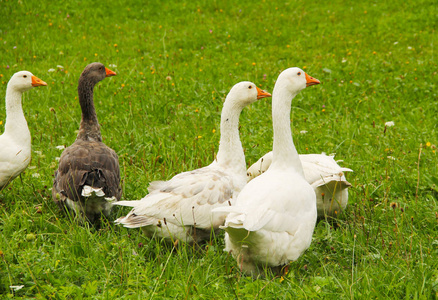 一群白鹅和一只灰色的鹅在草地上