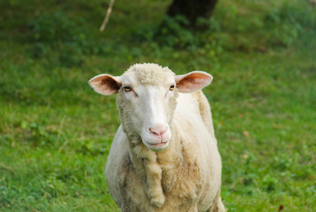 剪羊毛的羊的肖像