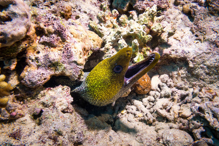 一条莫雷鳗在埃及红海的夜晚从珊瑚洞里探出身子。 水下摄影。