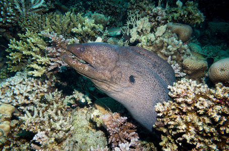 一条巨大的Moray鳗鱼在埃及红海的夜晚从珊瑚洞里探出头来。 水下摄影。