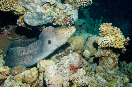 一条巨大的Moray鳗鱼在埃及红海的夜晚从珊瑚洞里探出头来。 水下摄影。