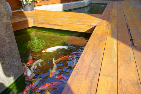 五颜六色的花鱼鱼或锦鲤鱼在池塘边的木步道旁。