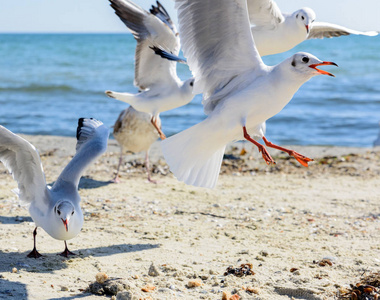一群海鸥在夏天阳光明媚的日子在海滩上，乌克兰