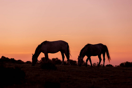 科罗拉多大沙漠日落时的野马
