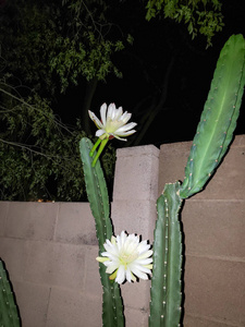 盛开的无刺仙人掌，开放的白色花朵，准备授粉之夜，凤凰城，亚利桑那州