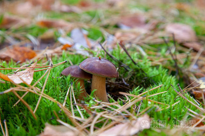 秋松林中苔藓和松针中生长着栗色帽的可食用野生蘑菇.