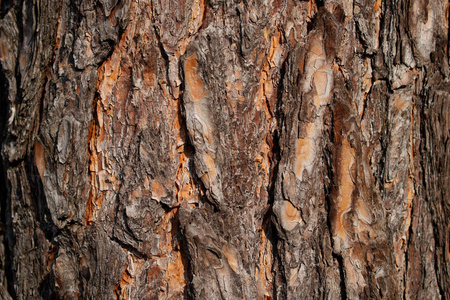 老树皮结构粗糙，背景抽象。