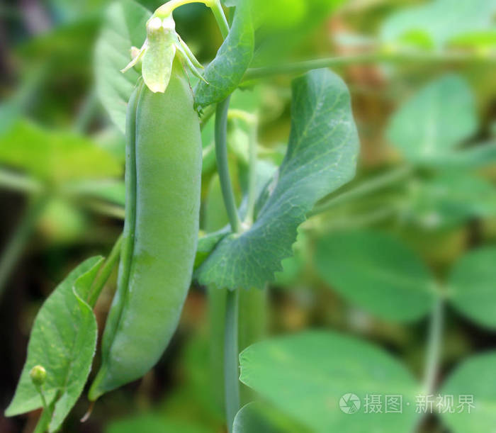 绿色成熟的豌豆生长在花园里的树枝上.特写镜头