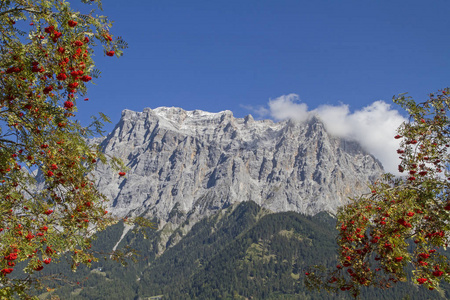 罗旺树在祖格斯皮茨强大的山脉两侧
