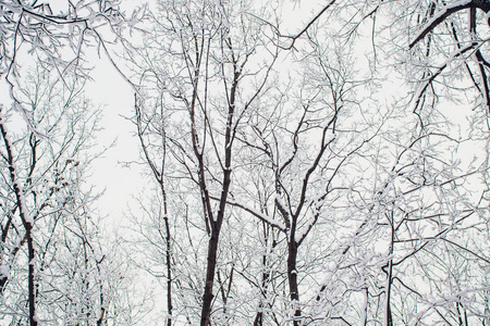 冬天森林在太阳和树在雪