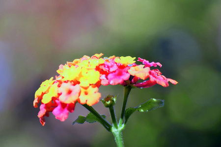 五颜六色的花朵，柔和的焦点背景