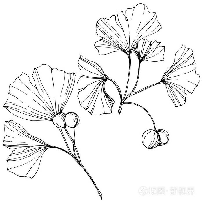 银杏叶.植物植物园.白色背景上的独立银杏插图元素