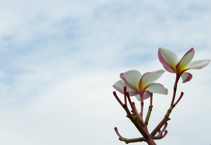 花梅花天云背景.