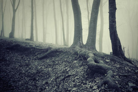 有着浓雾的神秘森林里，树根很大