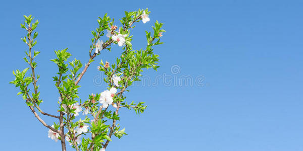 春天盛开的树，开着白粉色的花，叶子在上面