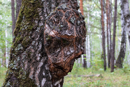 桦树的树干上长着一棵在森林里生长的树，以人的形式生长在树林上