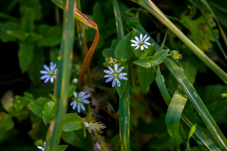 盛开的花朵。 绿草上的蓝色花。 有乡村花的草地。 野花。 大自然蓝色的花。 田野上的花。 蓝色的花在草地上作为背景。