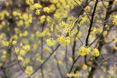 黄色的树在春天开花。 开花的树靠近