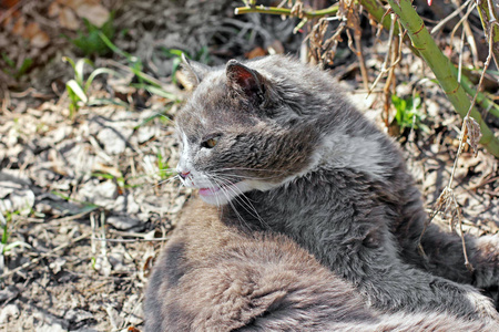 猫躺在草地上的街道上