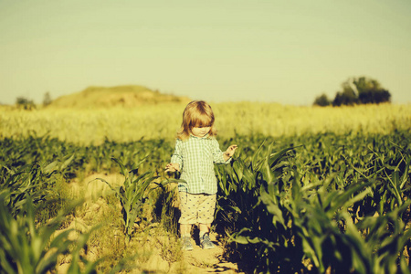 在绿色的原野的玉米或玉米的小男孩