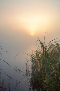 雾蒙蒙的早晨在湖边。 雾中的太阳。 一大早。 平静的秋景。