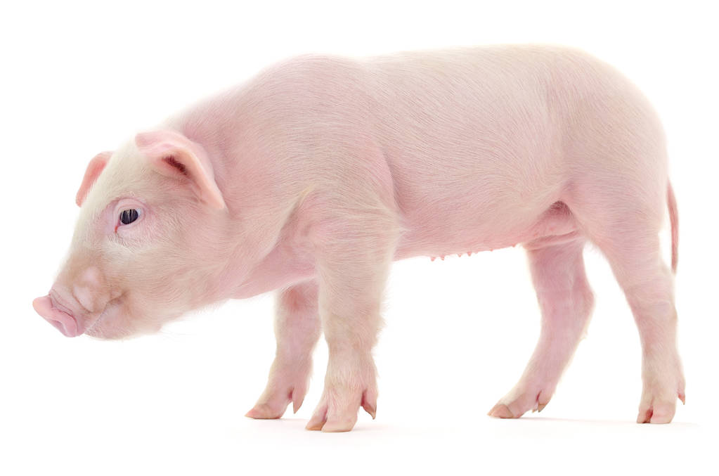 供大需弱猪价连续2日呈现微跌态势！今日全国各地肉猪、猪苗牛羊鸡鸭鹅、蛋、禽苗和豆粕玉米等参考报价与行情资讯 （2026年1月4日）