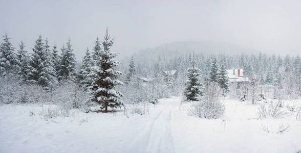 狂暴的雪落在冬天的仙女森林里。 美丽的冬季景观中的雪树。 雪山上冬天森林里的雪原。 圣诞背景。