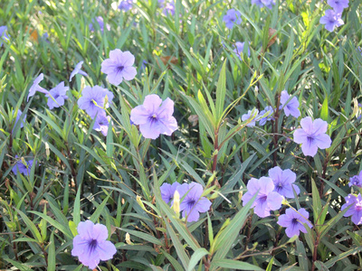 花园里的紫花，蕊花