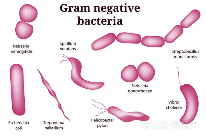 手绘微生物学装置。革兰氏阴性菌微生物的排列