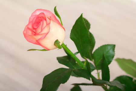 美丽的粉红色玫瑰，灰色的木制背景。 顶部视图与复制空间。