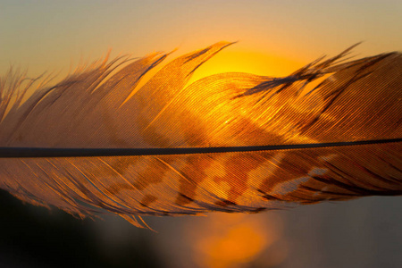 羽毛在日落的天空背景下。 近点