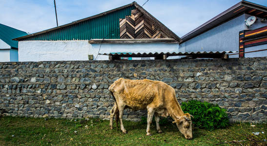 村里的农家橙牛..一头牛在绿草如茵的林和山的映衬下..