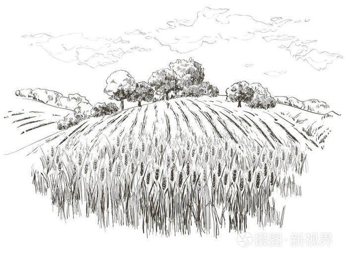 农村景观田小麦.手绘向量农村景观雕刻风格例证