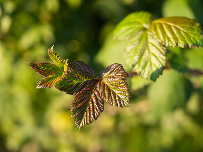 s leaves in autumn sunlight, natural background