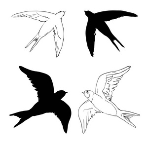 燕子的标志。 白色背景下的孤立燕子