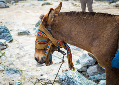 秘鲁山区的马