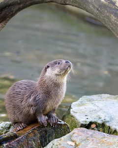 野生黄鼠狼