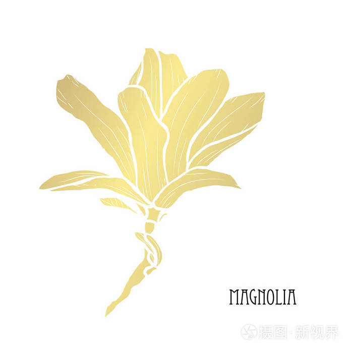 装饰玉兰花设计元素. 可用于卡片,邀请横幅,海报,印刷设计. 金色花朵