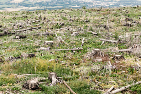 森林砍伐和火灾及生态问题
