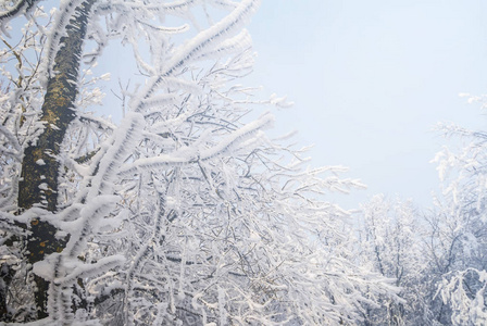 雪中特写冬季森林图片