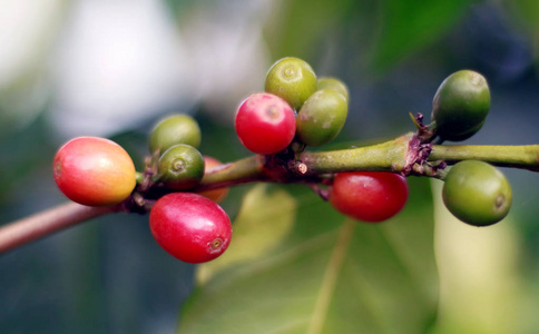 咖啡豆生长在印度尼西亚的树上。