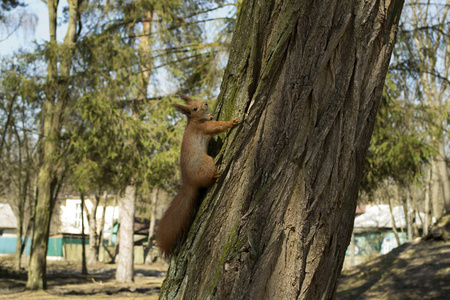 树干上有趣的红松鼠。