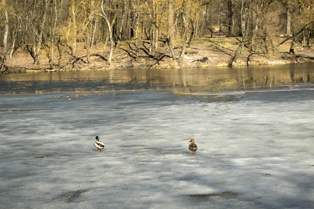 冰冻湖上的鸭子。 冬季景观。