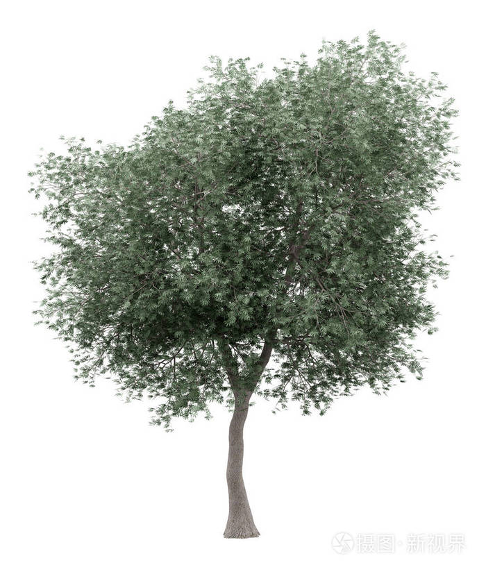 白色背景上分离的橄榄树.三维插图